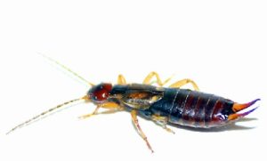 Earwig (photo by Patti Adair)