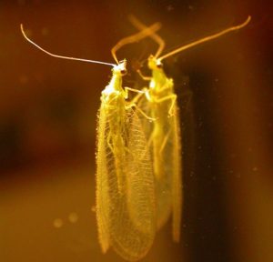 Lacewings (photo by Biborné Veres Dorottya)