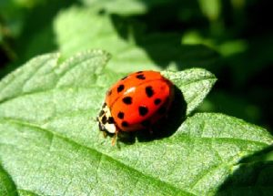 Ladybug (photo by Martin Boose)