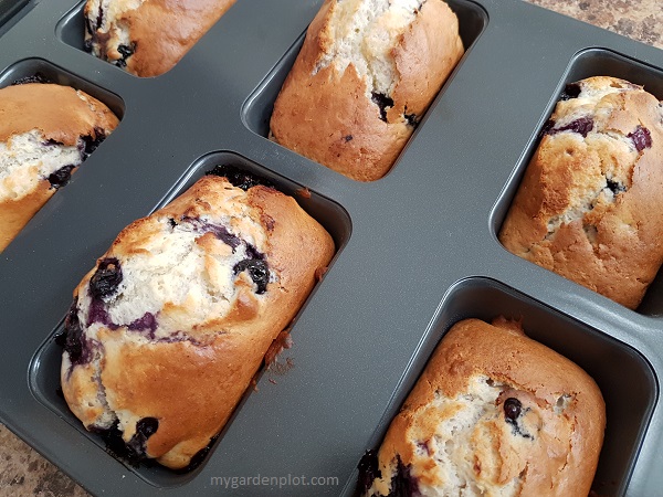 Blueberry Mini Loaves (photo by Rosana Brien / My Garden Plot)