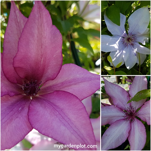 Clematis Spectacular Flowers (photo by Rosana Brien / My Garden Plot)