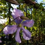 Learn how to plant, care and prune clematis and tips on practical needs for growing this flowering vine in your garden or in a container