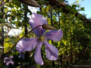 Read more about the article Tips For Growing Clematis