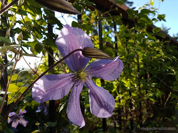 You are currently viewing Tips For Growing Clematis