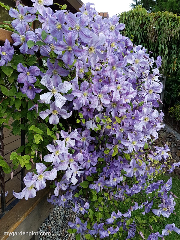 How Grow And Prune Clematis. After Photo Of The Clematis In Full Bloom