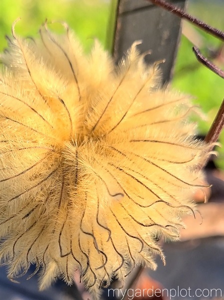 Clematis Seed Head In Winter Sun (photo by Rosana Brien / My Garden Plot)