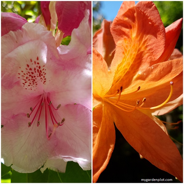 Difference Between Rhododendron And Azalea (photo by My Garden Plot)
