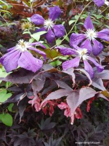 Japanese Maple Tree With Clematis (photo by Rosana Brien / My Garden Plot)