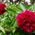 How To Grow, Care And Prune Peonies (Herbaceous / Bush Peony)