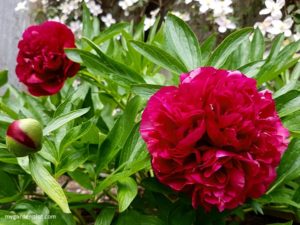 Read more about the article How to Grow Peonies