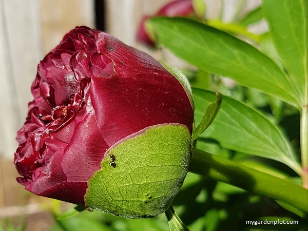 Peonies And Ants (photo by Rosana Brien / My Garden Plot)