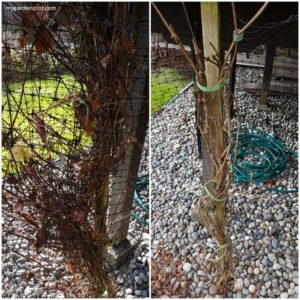How To Prune Clematis. Pruning The Clematis Tips