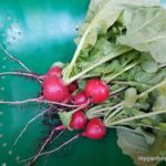 How To Plant and Grow Radishes