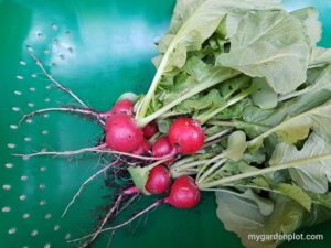 Read more about the article How To Plant and Grow Radishes