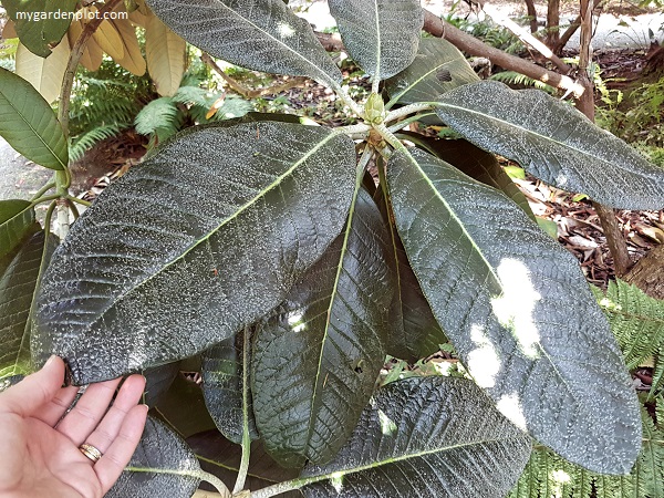 Rhododendron macabeanum (photo by Rosana Brien / My Garden Plot)