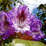 Gardening tips where to plant how to grow, care and prune rhododendrons or azaleas