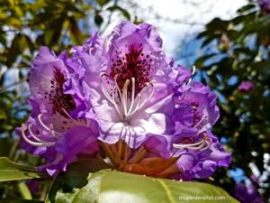 Read more about the article How To Care For Your Rhododendron And Azalea