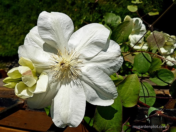 Clematis with white tepals (photo by Rosana Brien / My Garden Plot)