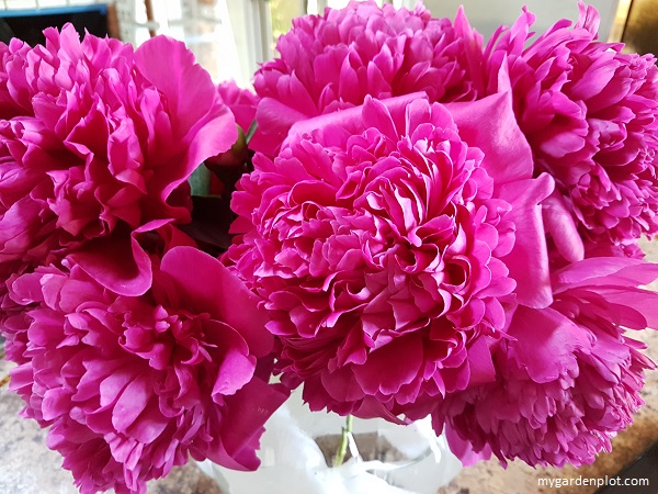 Cut Peony Flowers (photo by Trevor Brien / My Garden Plot)