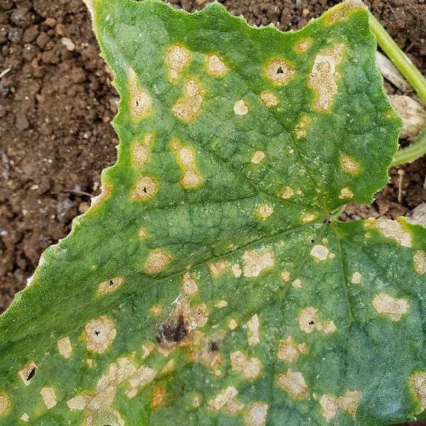 Cucumber: Anthracnose (photo by Scot Nelson, plant pathologist)