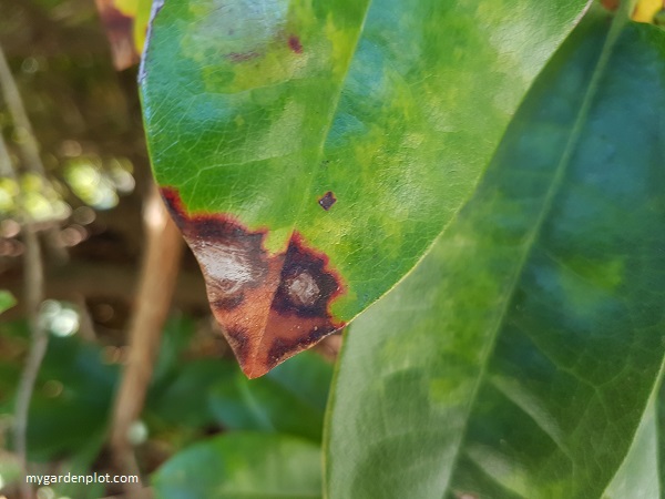 Rhododendron Leaf With Anthracnose Fungal Disease (photo by Rosana Brien / My Garden Plot)