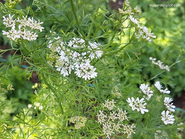 Cilantro / coriander edible flowers (photo by Rosana Brien / My Garden Plot)