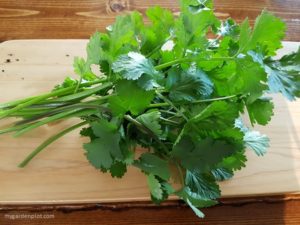 Read more about the article Tips For Growing Cilantro