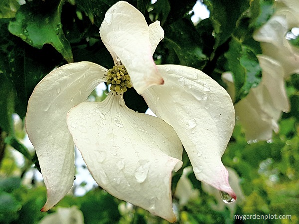 Dogwood Flower And Bracts (photo by Rosana Brien / My Garden Plot)