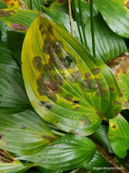 What is anthracnose disease? Hosta With Anthracnose Fungal Disease (photo by Rosana Brien / My Garden Plot)