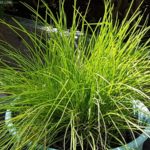 How To Grow Chives