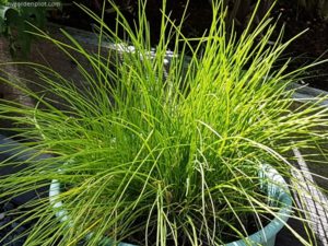 Read more about the article How To Grow Chives