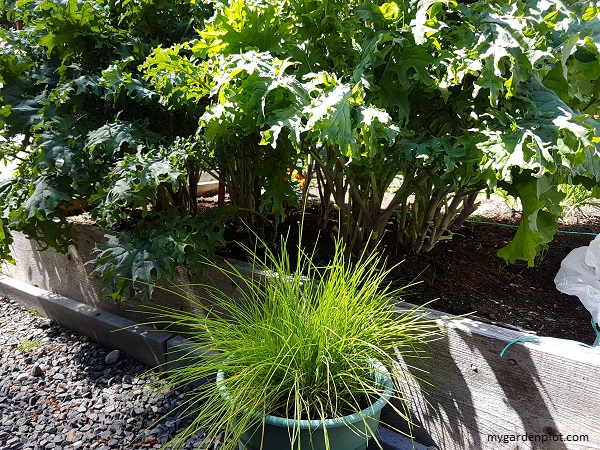 Chives Grown In Pots (photo by Rosana Brien / My Garden Plot)