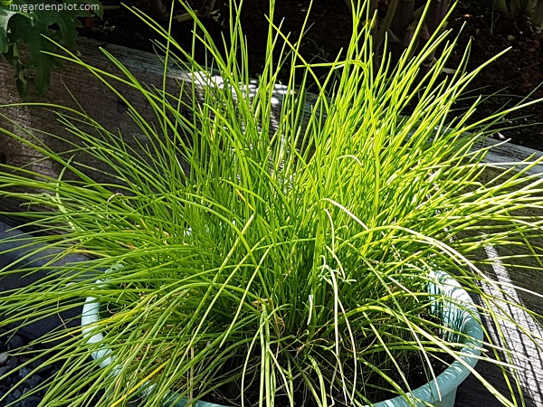 You are currently viewing How To Grow Chives