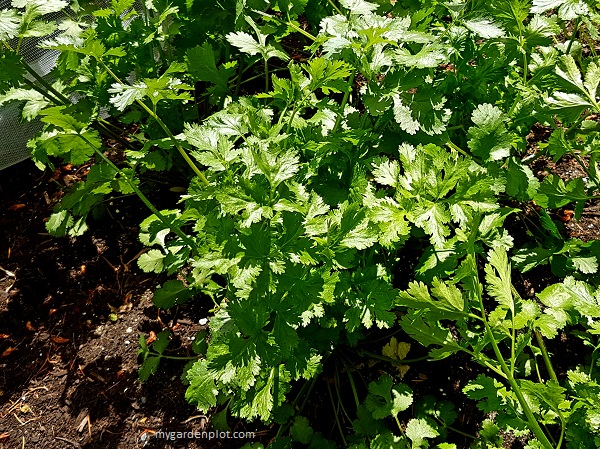 Cilantro / Coriander In The Garden (photo by Rosana Brien / My Garden Plot)