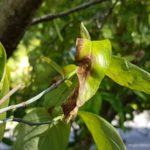 What is Anthracnose