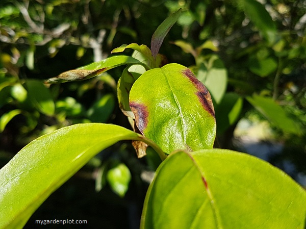 Cornus Dogwood Anthracnose Fungal Disease