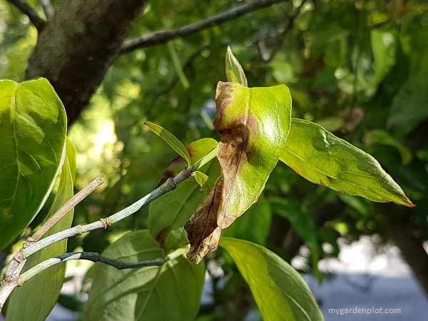 You are currently viewing What is Anthracnose