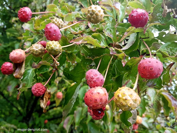 Dogwood Tree Berries In Autumn (photo by Rosana Brien / My Garden Plot)