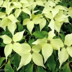 Flowering Dogwood Tree Care