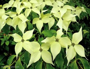 Read more about the article Flowering Dogwood Tree Care