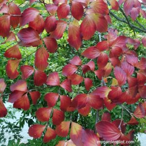 Dogwood Tree Autumn Colour (photo by Rosana Brien)