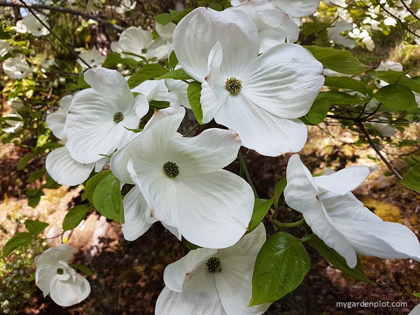 Dogwood Flowers (photo by Rosana Brien / My Garden Plot)