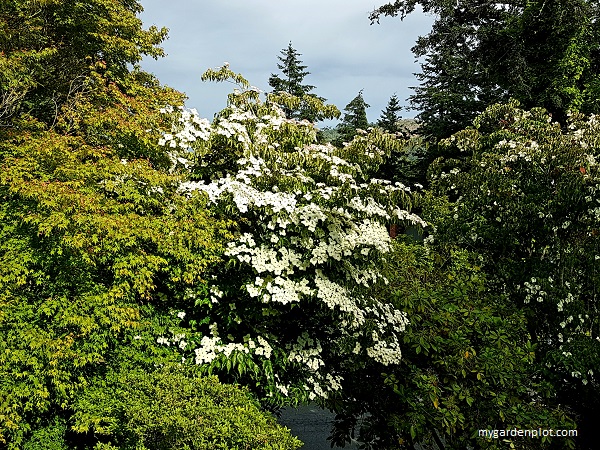 Flowering Dogwood Tree (photo by Rosana Brien / My Garden Plot)