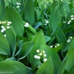 Where To Plant Lily Of The Valley, And How To Care And Grow Lily Of The Valley