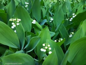 Read more about the article How To Grow Lily Of The Valley