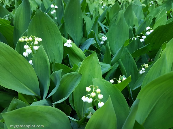 You are currently viewing How To Grow Lily Of The Valley