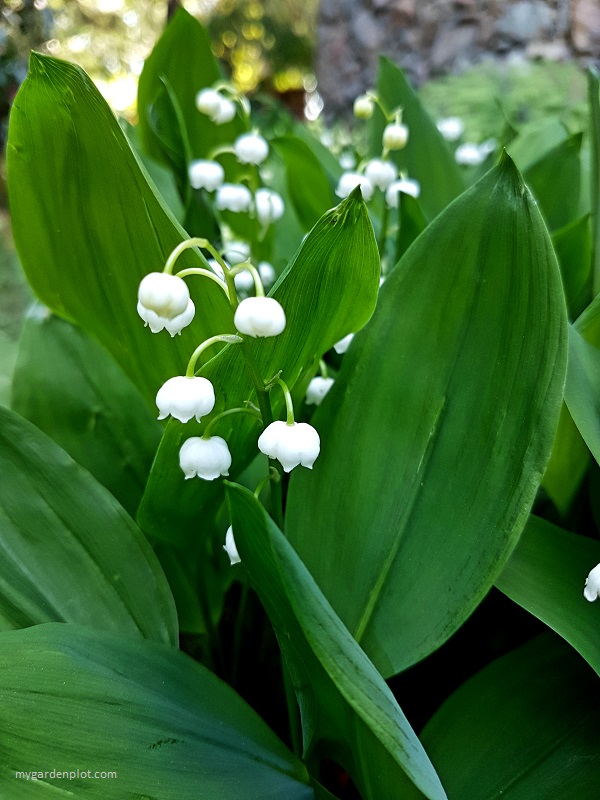 Where To Plant And How To Care For Lily Of The Valley​