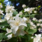 How To Plant Grow And Prune Philadelphus Mock Orange