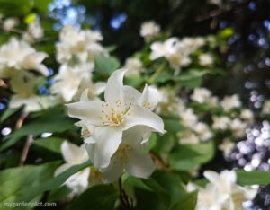Read more about the article Mock Orange Shrub Care And Pruning