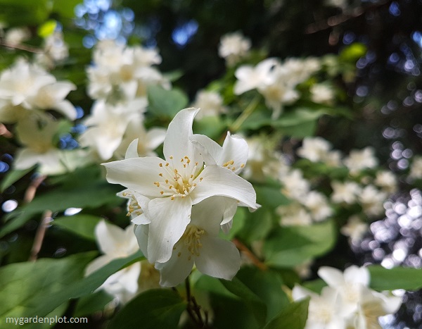 You are currently viewing Mock Orange Shrub Care And Pruning